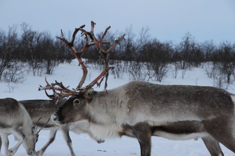 Reinsdyr på beite på Finnmarksvidda. Foto: Landbruksdirektoratet