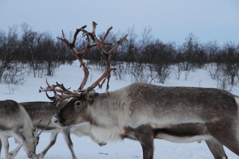 Reinsdyr på beite på Finnmarksvidda.                          Foto: Landbruksdirektoratet