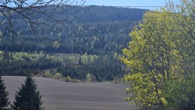 Bilde viser skog og gylne trær i vårsol. 
