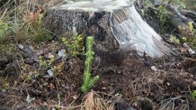 Bilde viser en trestubbe og en furukvist