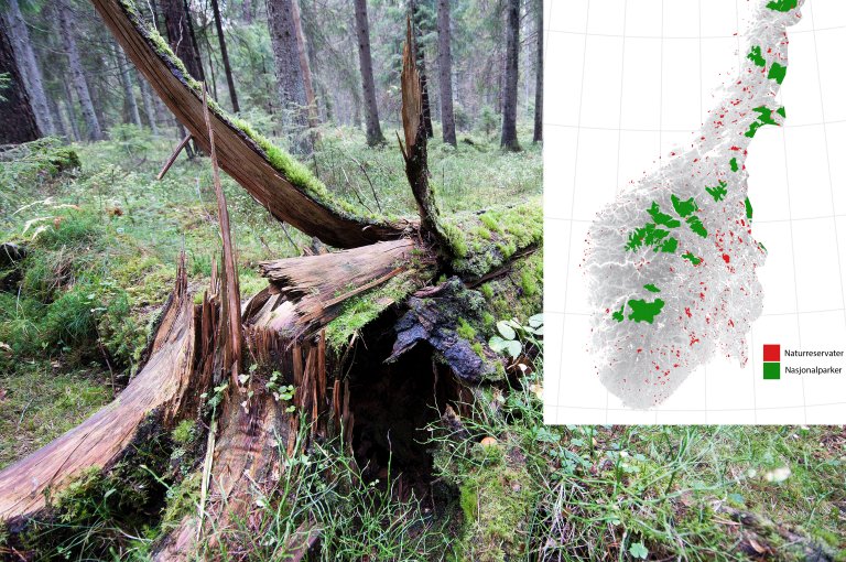 Barkbiller og vernet skog. Kartet gir en oversikt over verneområder i Sør- og Midt-Norge.