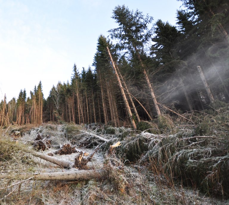 Stormfellinger forsyner granbarkbillen med mange vindfelte og svekkede trær den kan oppformere seg i.