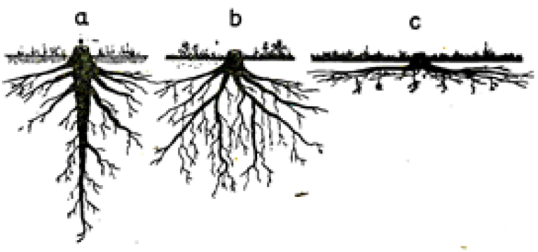 Rotsystem hos skogtrær: a – pelerot, b – fastrot og c – flatrot
